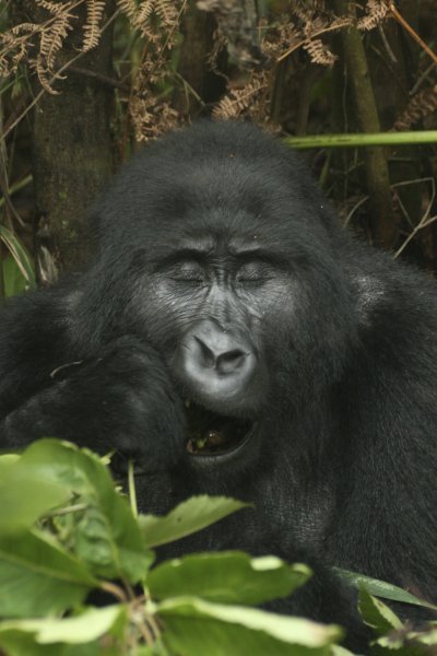 Gorilla Trekking, Bwindi Forest, Uganda