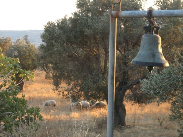 Bell and Sheep