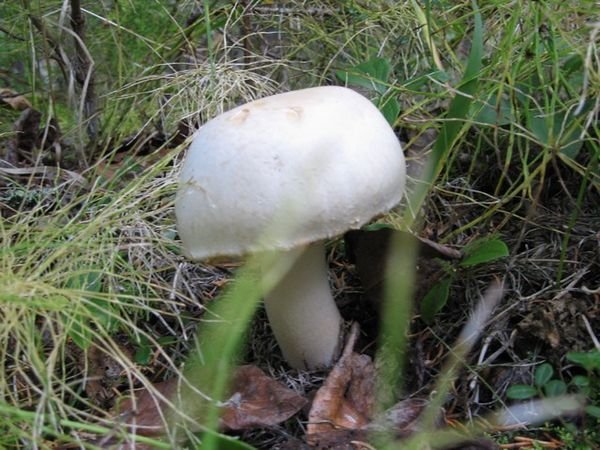 Mt. Healy Mushroom