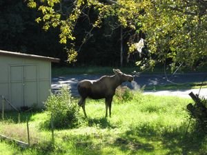 Moose in the yard