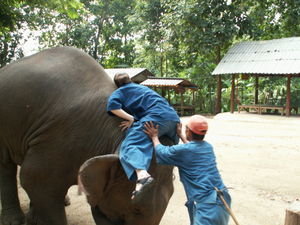 The Thai Elephant Conservation Centre