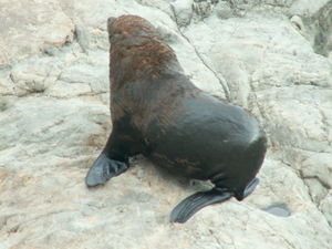 Seal colony, near Kaikoura
