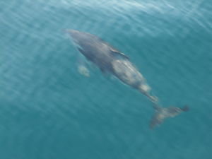 Dusky dolphin, Kaikoura