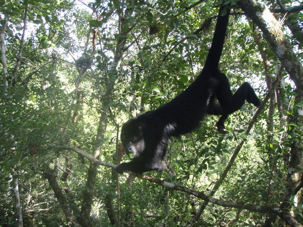 Howler Monkey