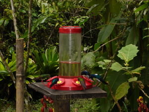 Hummingbirds in front of hostal