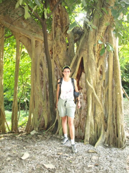Ceibo Tree