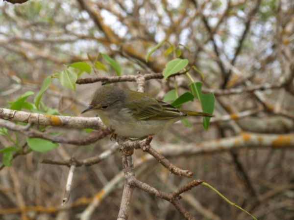 Juvenile Yellow Warbler