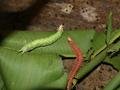 Caterpillars in the Mariposario