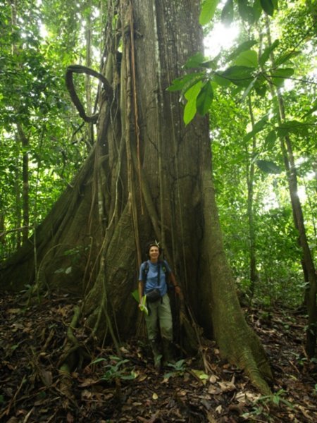 A huge Ceibo tree