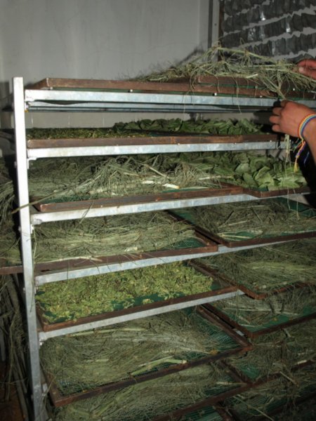Drying herbs in Salinas