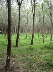 Rubber plantation - Ko Sukorn