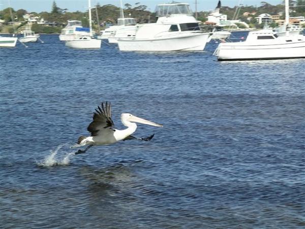 Pelican on the Swan River