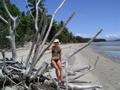 Driftwood on 4 mile beach