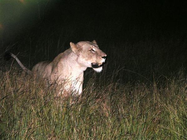 Lioness seen on our night drive
