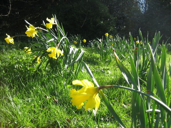Love those Daffodils