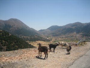Random goats on side of Road