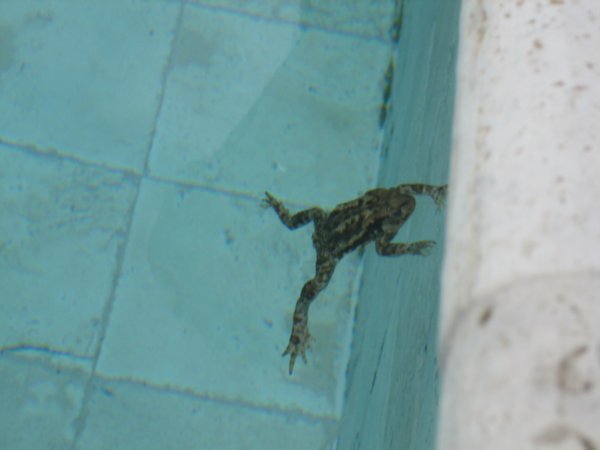 Our little Froggy Friend