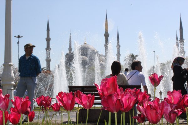 Tulips and Blue Mosque