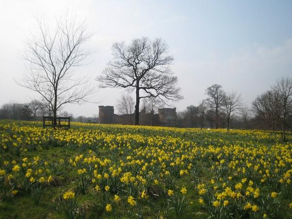Bothwell Castle and a field of flowers