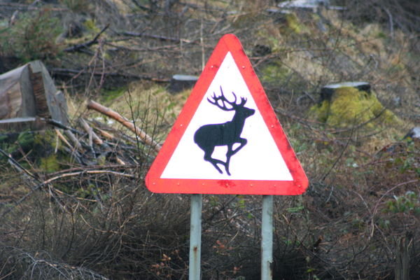Beware! Deer on the roads.