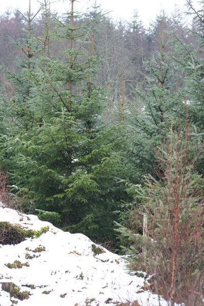 Snowy mountains with Pine trees.
