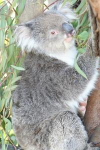 Lirrle Koala