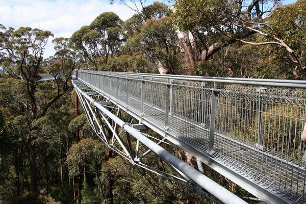 Suspended bridge over the Tingle forest