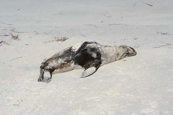 Dead sea  lion