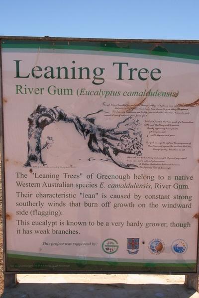 River Gum tree info