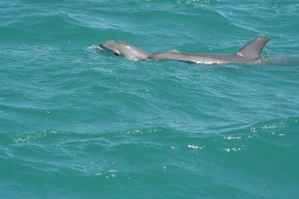 Mother and baby dolphin,swimming alongside our catamaran.