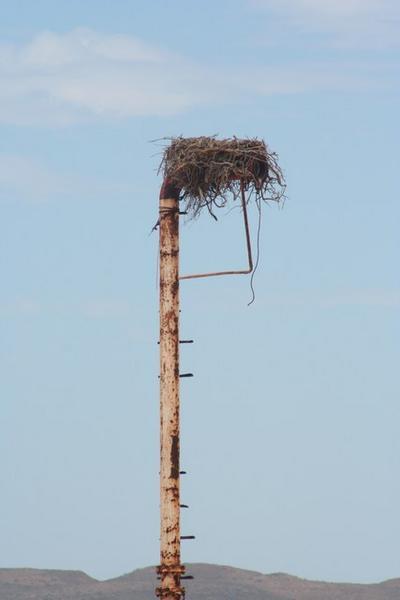 Sea Eagle nest