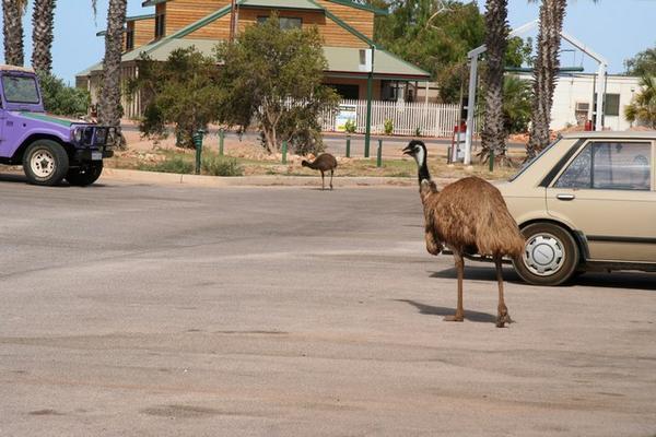 Emus on the streets