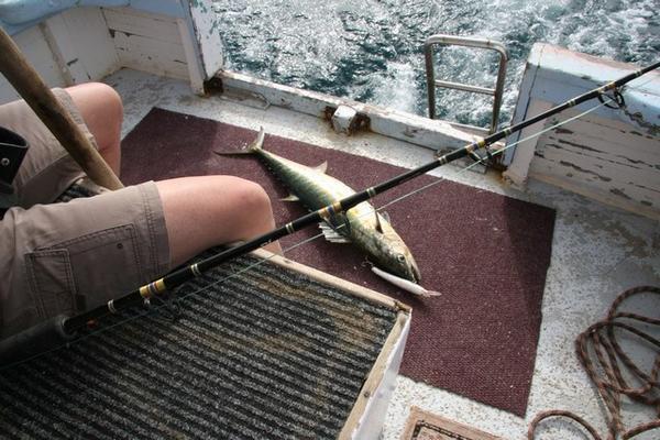 The 'Shark Mackerel' that was caught.