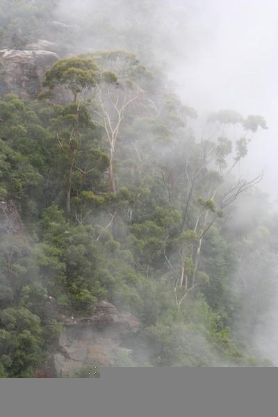 Steam rising from the rainforest