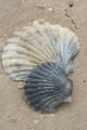 Scallop shells - 7 Mile Beach