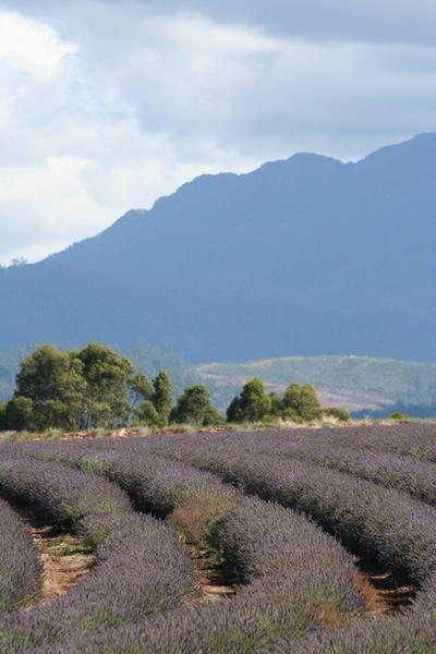 More Lavendar fields with Mount Barron in the background