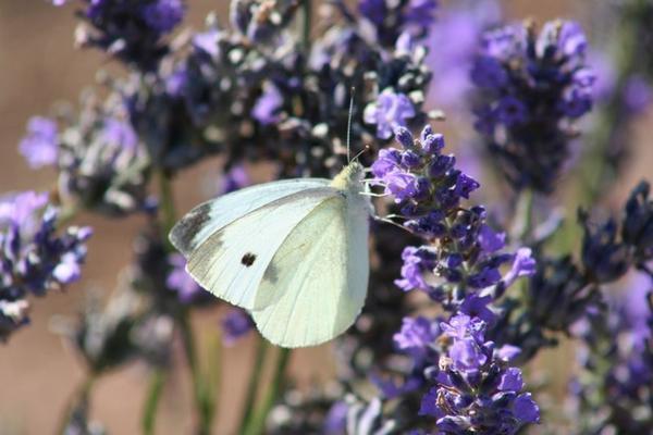 Pretty flutterby dining on lavendar pollen