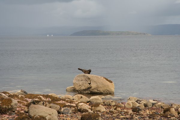 Seal sunbathing on a rock at Corrie