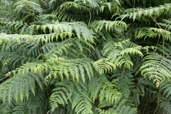 Millions and Millions of Ferns.