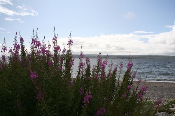 Wild flowers on the beach at Pirnmill