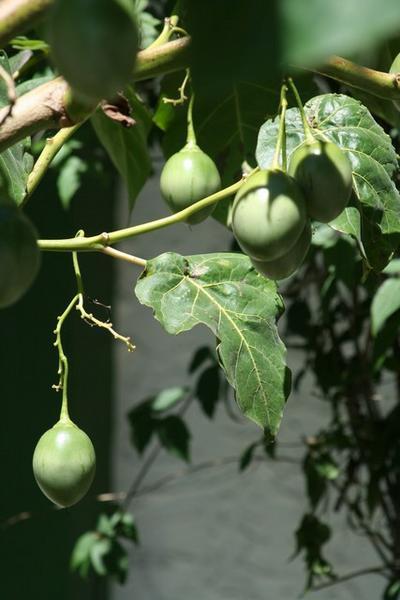 Fruit growing in someone's garden - but we've no idea what type it is.