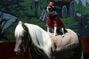 Dog & Pony show at the Gypsy Fair