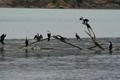 Sea birds resting on a floating branch, Bank's Peninsula