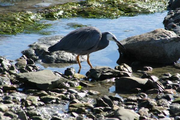 Heron creeps slowly between the rock pools at Kaikoura.
