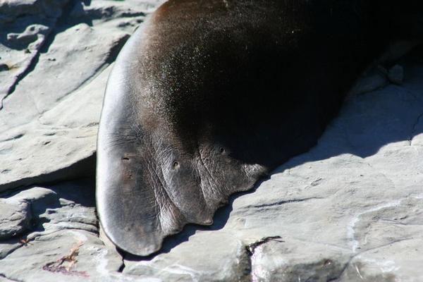 Seal front flipper