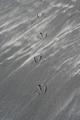 Birdy footprints in the dark grey sand