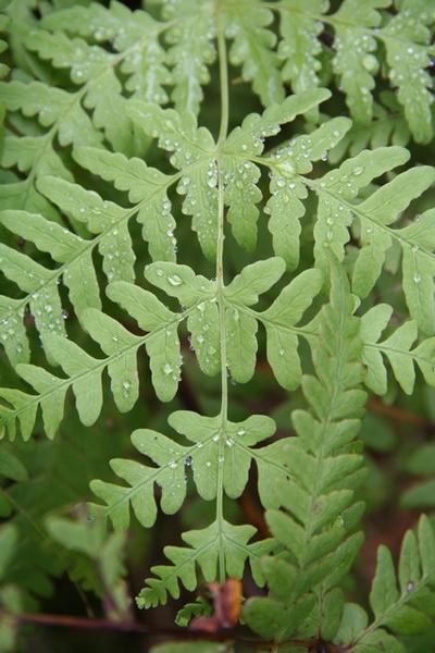 Fine fern speckled with dew