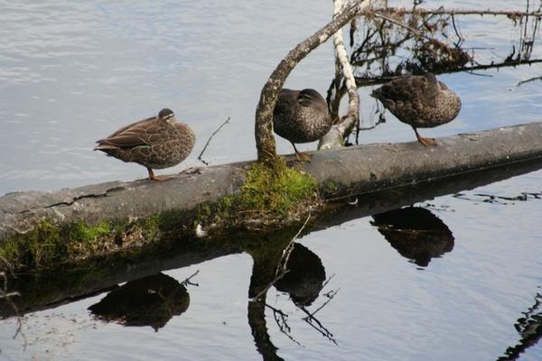 Duckies on Lake Mathieson