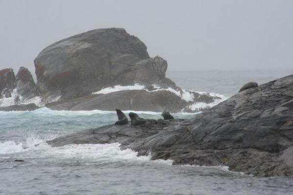 Fur Seals, Tasman Sea