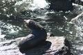 Another fur seal